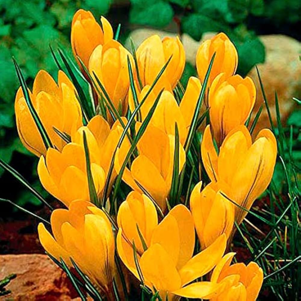 Yellow Crocus Flower seeds for Planting - Wildflower Mix, Heirloom & GMO Free Seeds for Home Garden
