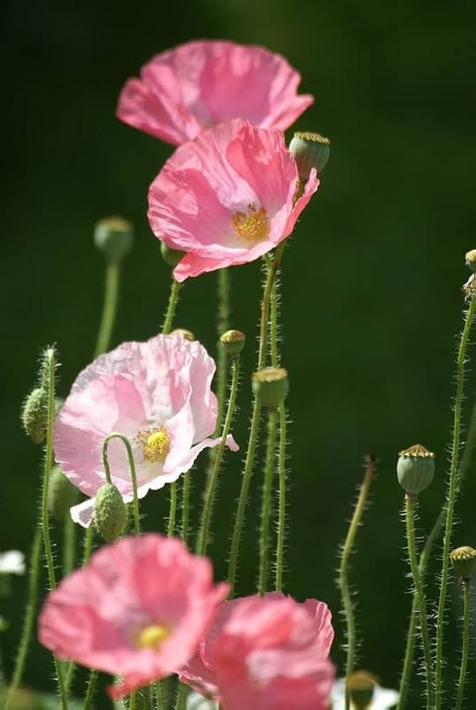Oriental Poppy Papaver orientale Flower Seeds for Planting