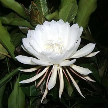 Epiphyllum Oxypetalum White Flower Seeds for Planting