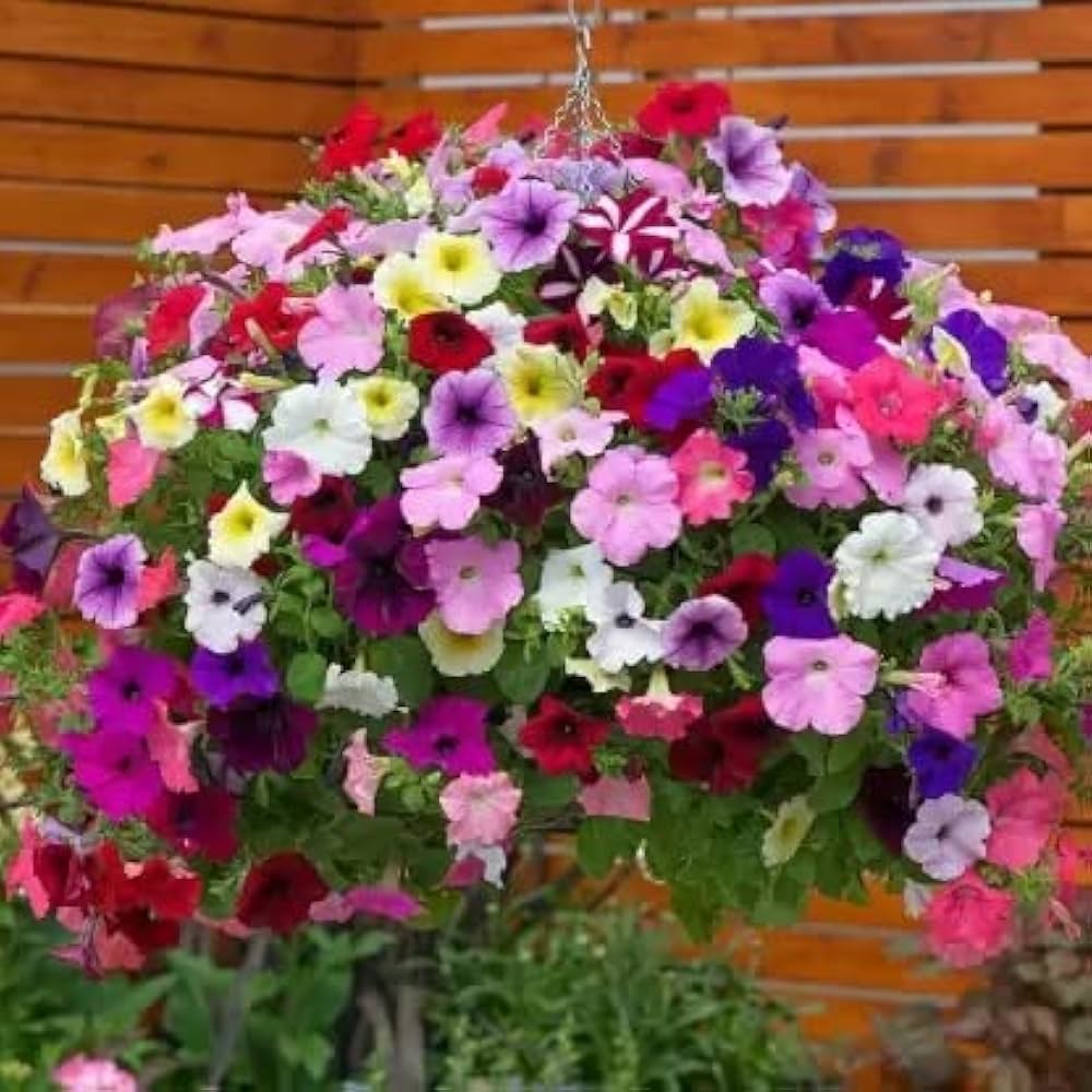 Trailing Petunia Petunia X Hybrida Seeds for Planting - Vibrant Blooms for Hanging Baskets & Flower Bed