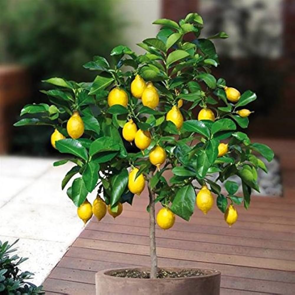 Evergrowseeds Meyer Lemon Citrus limon flower seeds for planting in garden, 20 seed packets shown in image.
