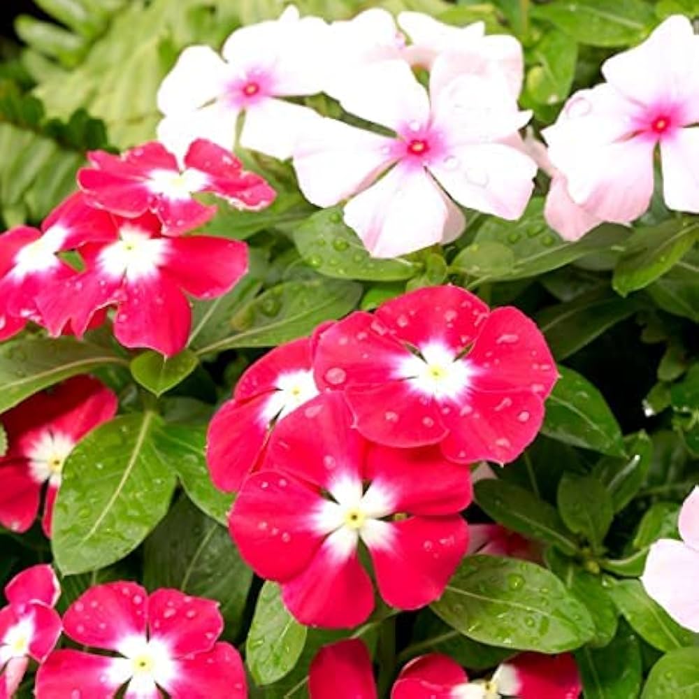 Pink Malve Mix Seeds for Planting home garden flower bed