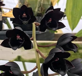 Black Dendrobium Flower seeds for Planting - Sun Loving, Heirloom & GMO Free Seeds for Home Garden