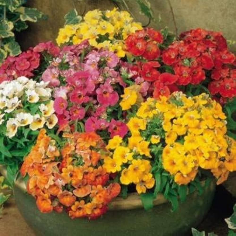 Carnival Coconut Flower Seeds – Annual Mix with Sweet Fragrance