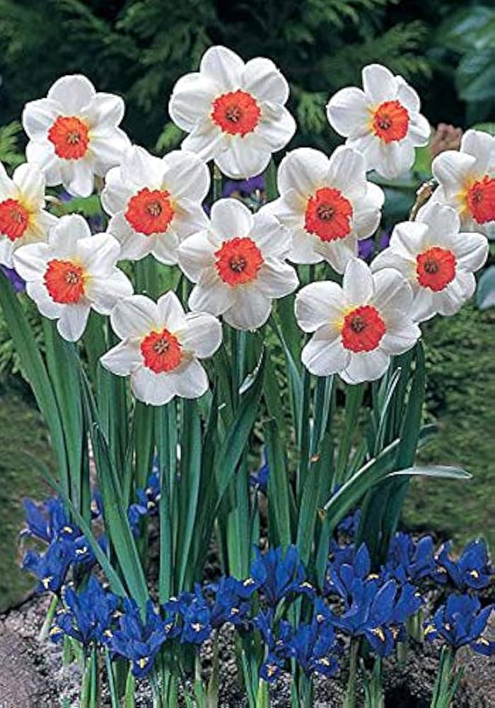 Daffodil Seeds for Planting: White and Red Blooms