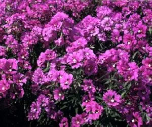 Clarkia Passion Viola Seeds for Beautiful Violet Flowers