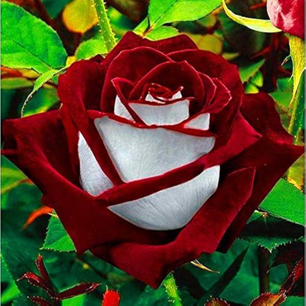 Mixed Ruby Rose Flower Seeds for Planting Perfect for Borders Heirloom & GMO Free Seeds for Home Garden
 
 Sale