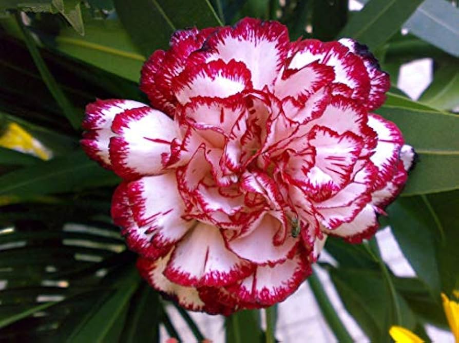 Red White Carnation Flower Seeds Planting
