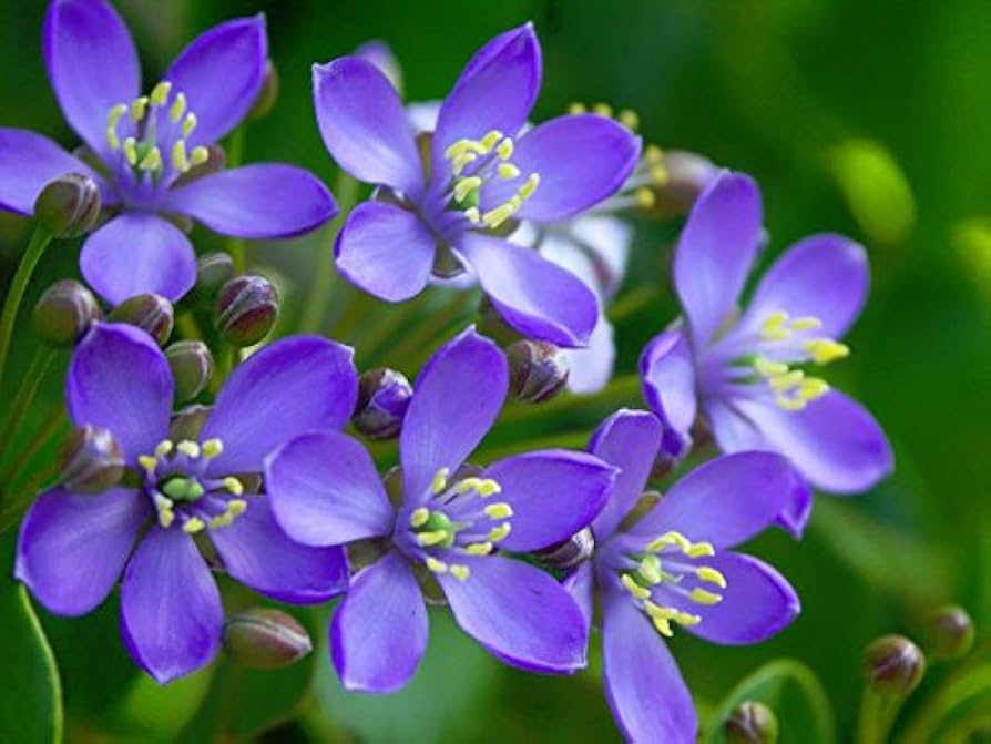 Lignum Flower seeds for Planting - Low Maintenance, Heirloom & GMO Free Seeds for Home Garden
