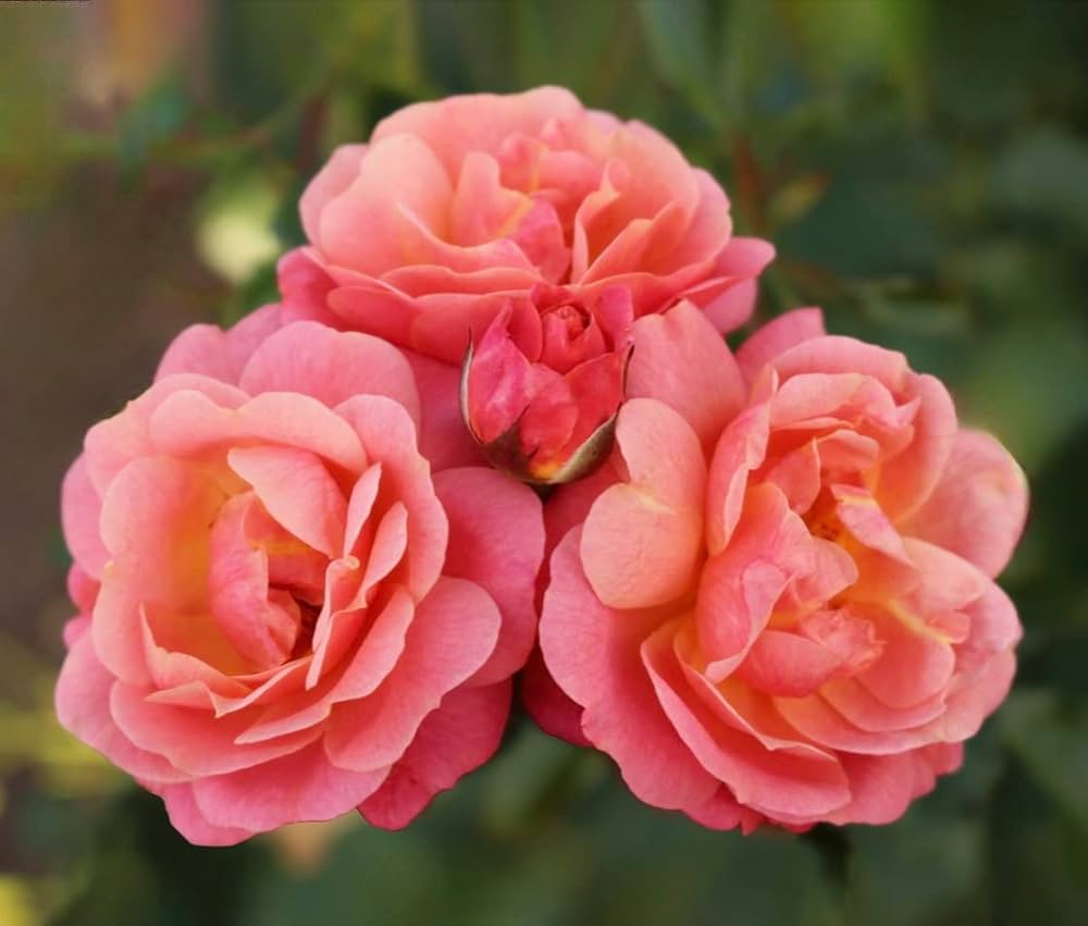 Rattan Rose Climbing Rosa spp. Seeds for Planting - Ideal for Home Garden & Vertical Garden