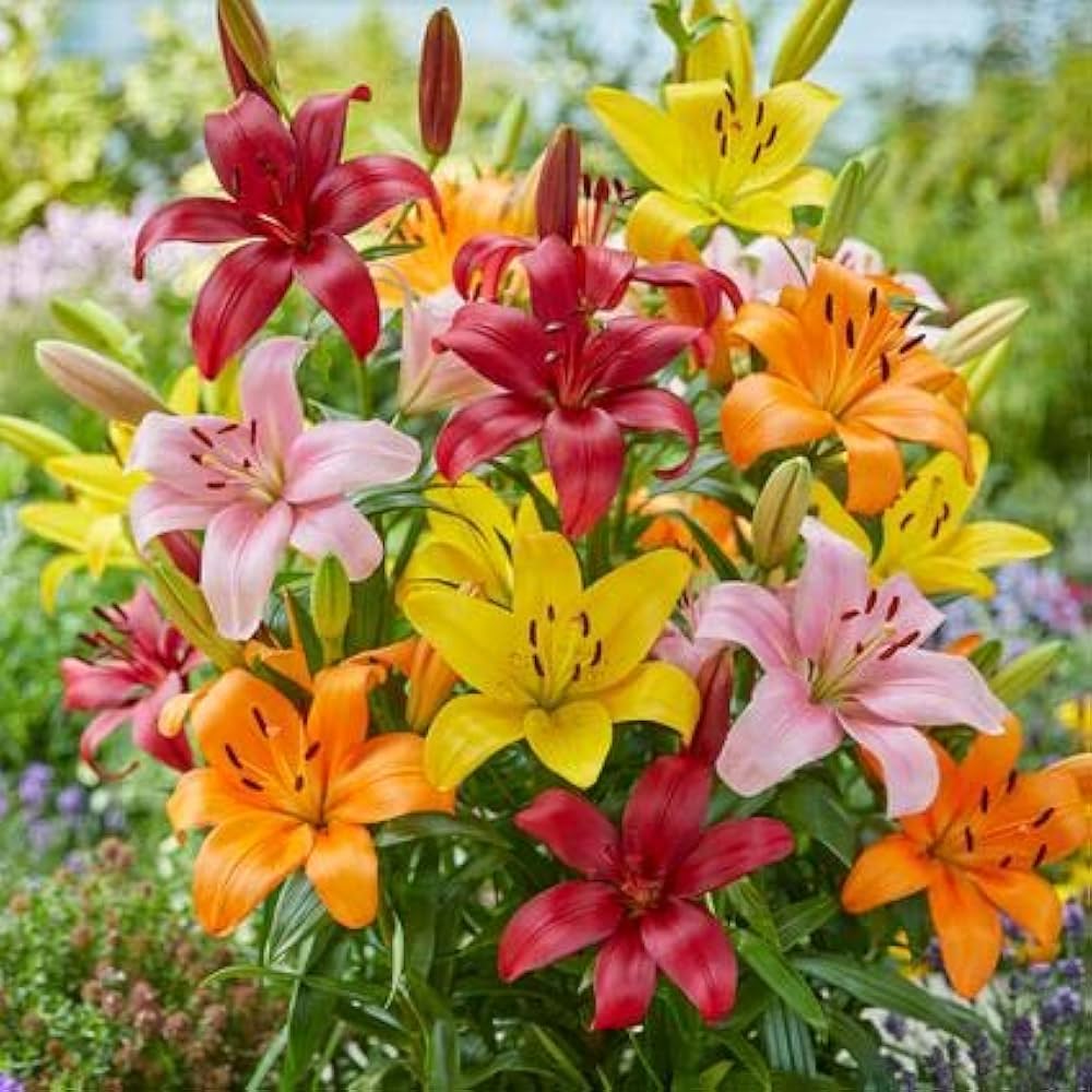 Elegant Lily Plant Seeds Lilium for Planting in Flower Bed & Garden