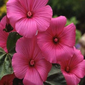 Pink Lavatera Trimestris Flower seeds for Planting - Seasonal Bloomer, Heirloom & GMO Free Seeds for Home Garden
 
 Sale for planting in home garden.