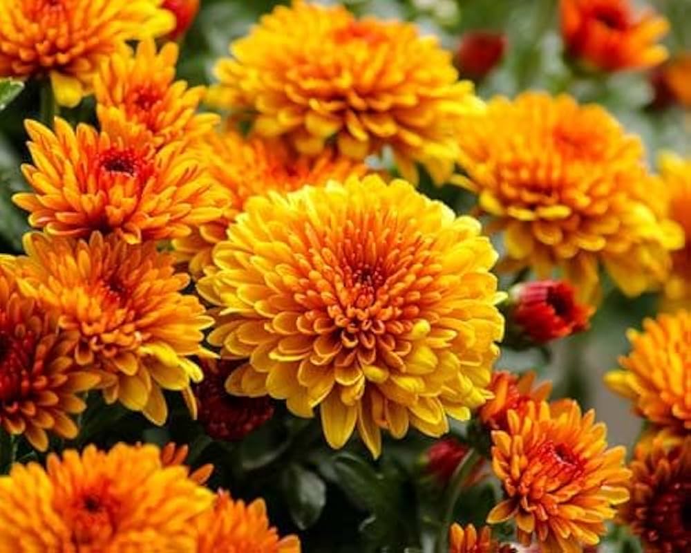 Orange Yellow Chrysanthemum Flower seeds for Planting - Low Maintenance, Heirloom & GMO Free Seeds for Home Garden