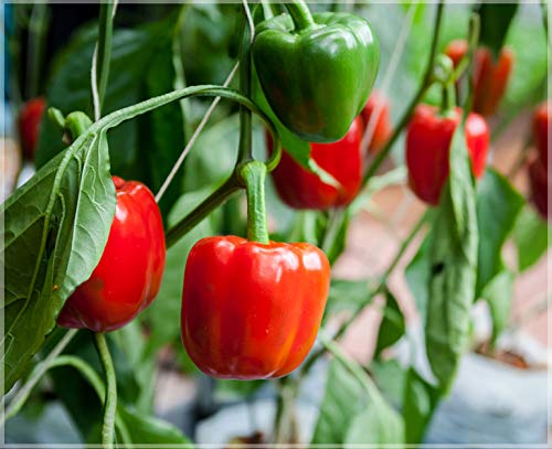 Sweet Pepper Seeds for Planting Vibrant Vegetables for Your Garden for Planting, Premium Vegetable Seeds | Heirloom Non