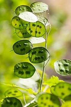 Green Lunaria Flower seeds for Planting - Premium Quality, Heirloom & GMO Free Seeds for Home Garden
 
 Sale for planting in home garden
