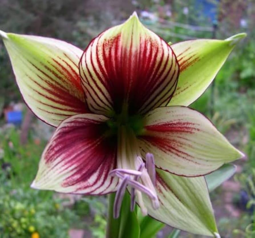 Green Hippeastrum Seeds Hippeastrum for Planting in Garden & Flower Bed