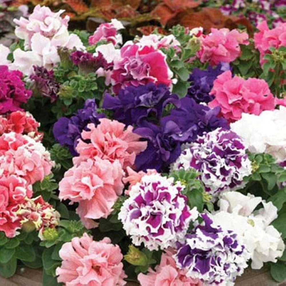 Petunia Seeds for Vibrant Garden Blooms