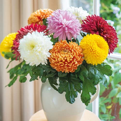 Mixed Colors Chrysanthemum Flower seeds for Planting - Cut Flower Favorite, Heirloom & GMO Free Seeds for Home Garden
