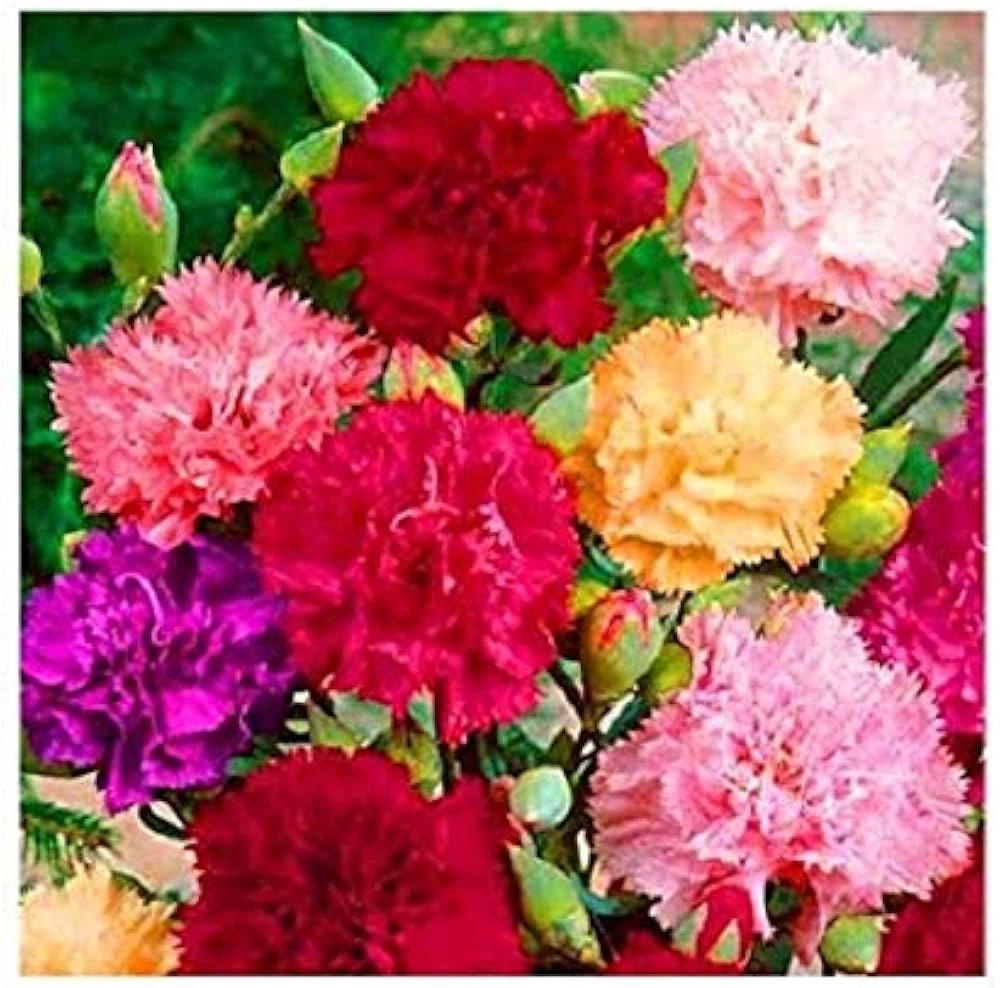 Orange Chabaud Carnation Seeds for Planting Dianthus caryophyllus for flower beds and cutting gardens