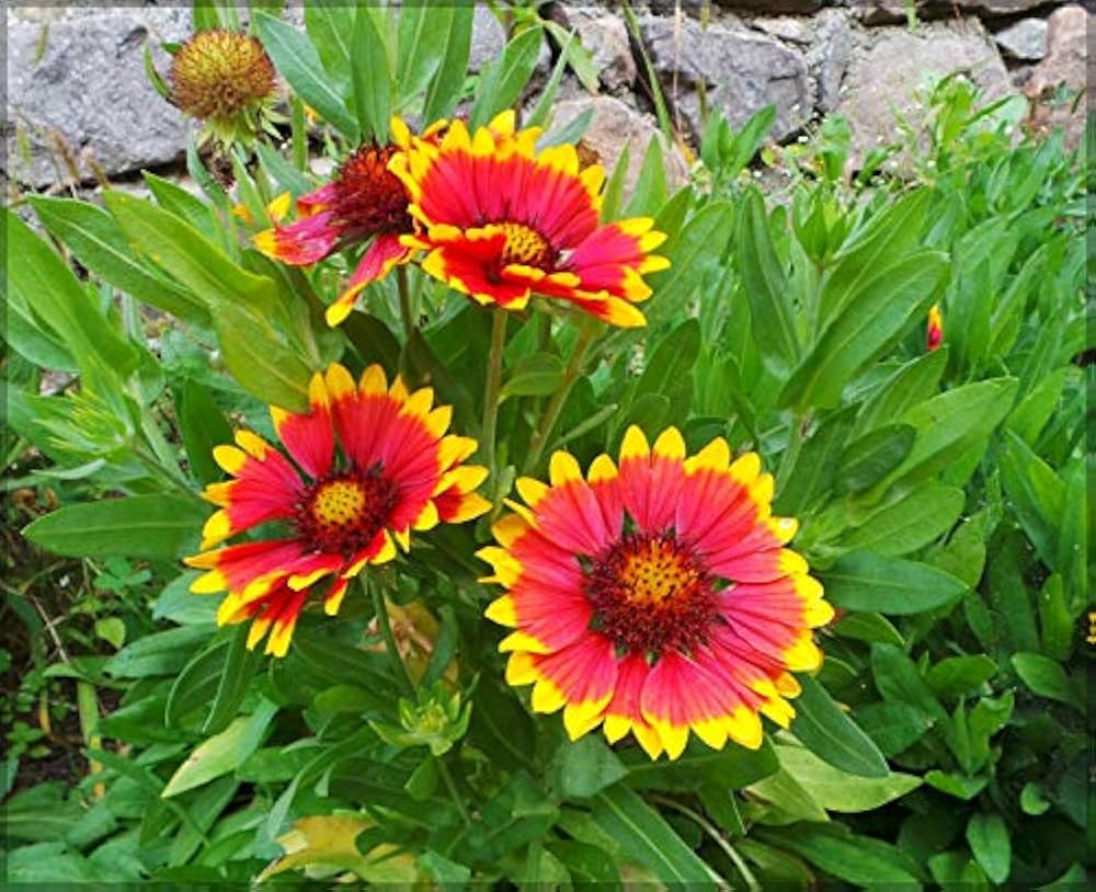 Gaillardia Goblin Blanket Gaillardia aristata Seeds for Planting in Wildflower Garden