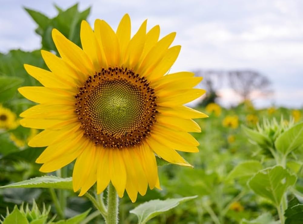 Mini Sunflower Helianthus annuus Seeds for Planting in Flower Bed and Garden