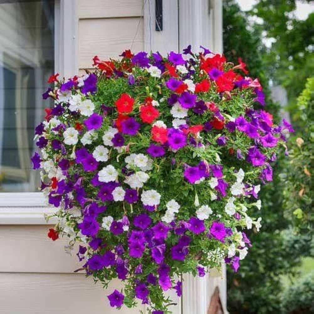 Petunia Double Madness Mix Seeds for Planting - Stunning Double Blooms for Your Garden - Evergrowseeds