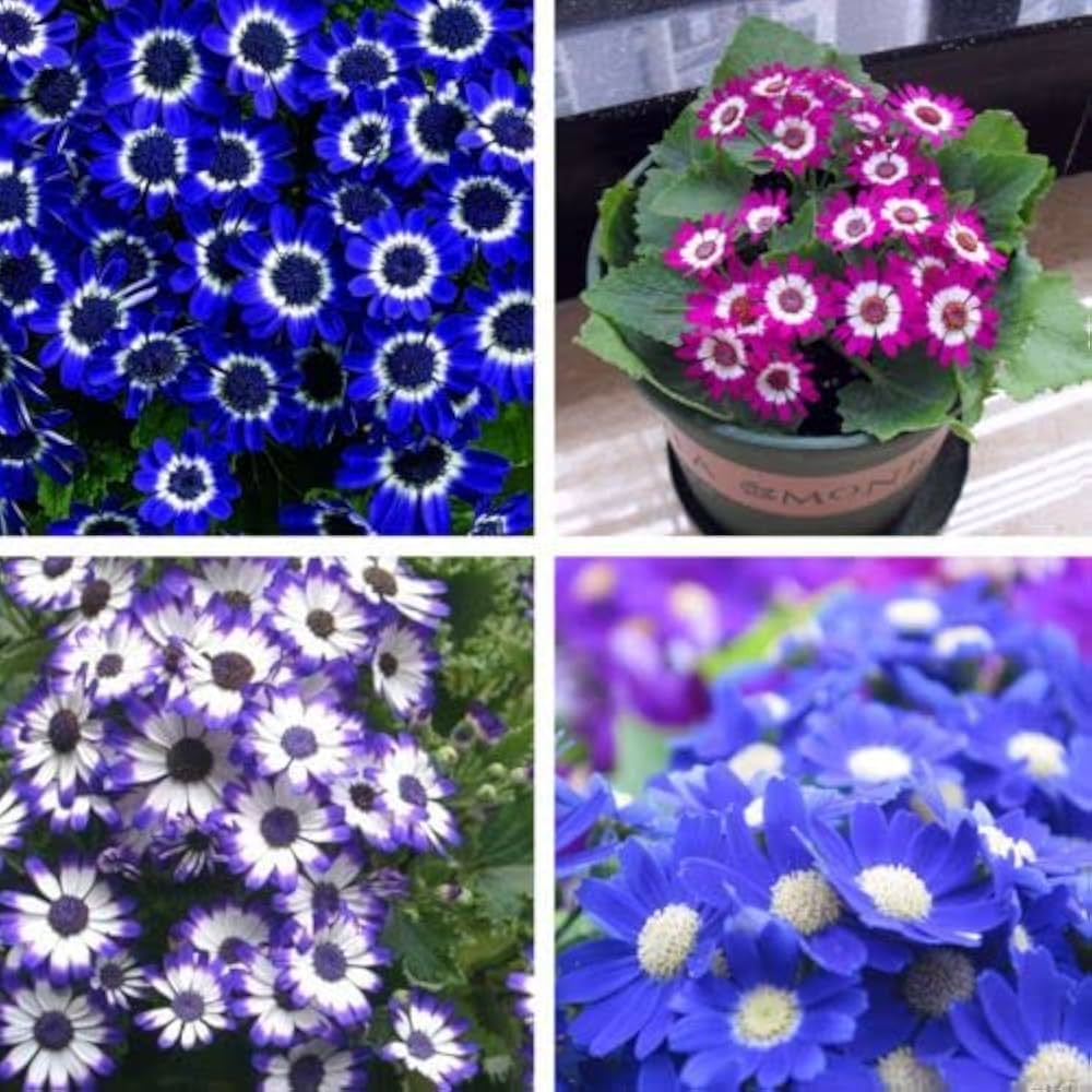 Mixed Colors Florists Cineraria Pericallis x hybrida Seeds for Planting in Flower Bed