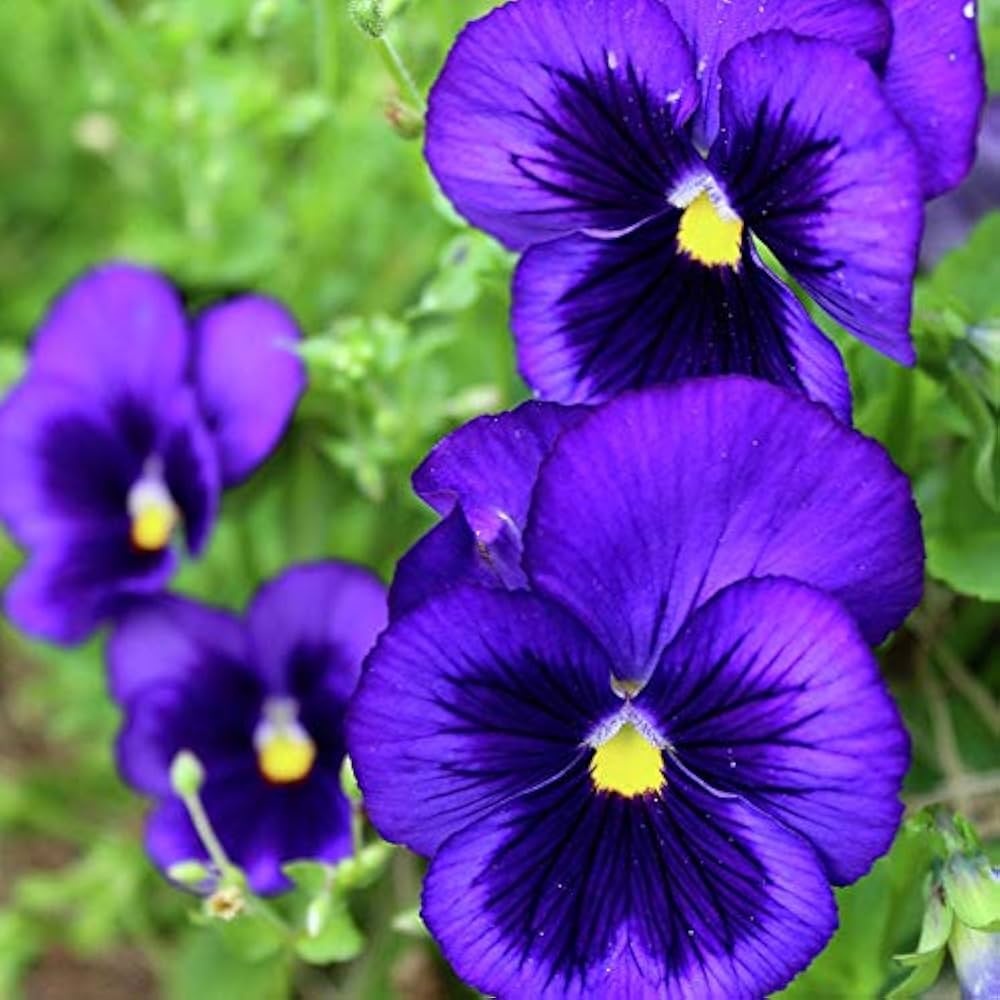 Deepblue Pansy Flower seeds for Planting - Fragrant Blossoms, Heirloom & GMO Free Seeds for Home Garden