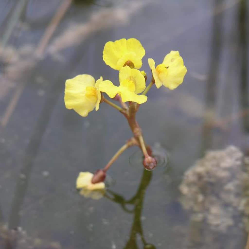 Bladderwort Flower Seeds for Planting  Grow Unique Aquatic Blooms