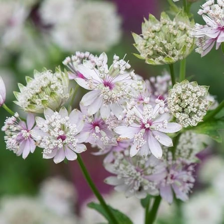 Astrantia Star Umbel Flower Seeds – Bonsai or Garden Display