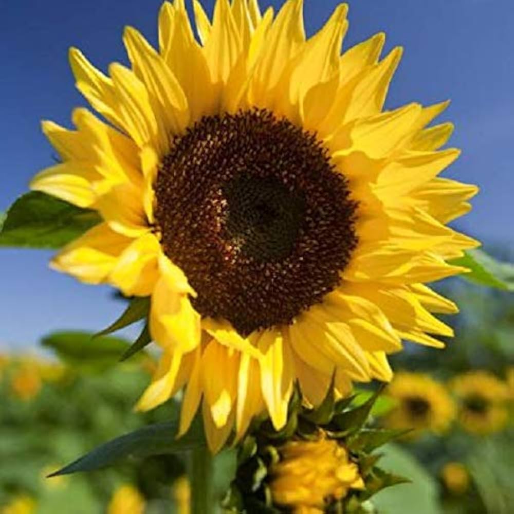 Yellow Helianthus Annus Flower Seeds for planting