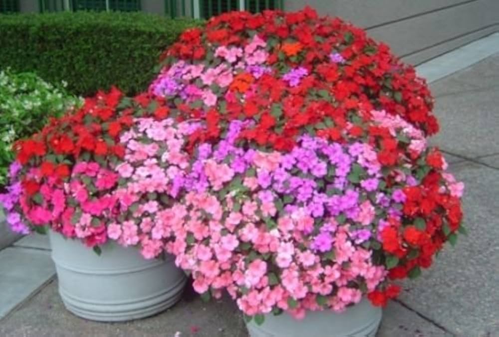 Impatiens Impreza Red Seeds for Planting Bold Shade Garden Flowers