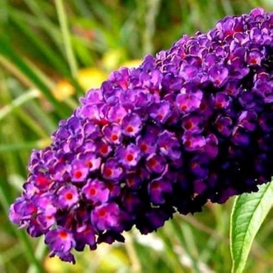 Nebelblumen Bacopa spp. Flower Seeds for Planting in Flower Bed