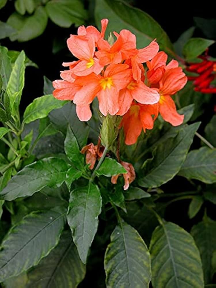 Crossandra Semi Flower seeds for Planting - Fragrant Blossoms, Heirloom & GMO Free Seeds for Home Garden