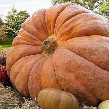 Giant Wallace Whoppers Pumpkin Seeds For Planting Vegetable Seeds