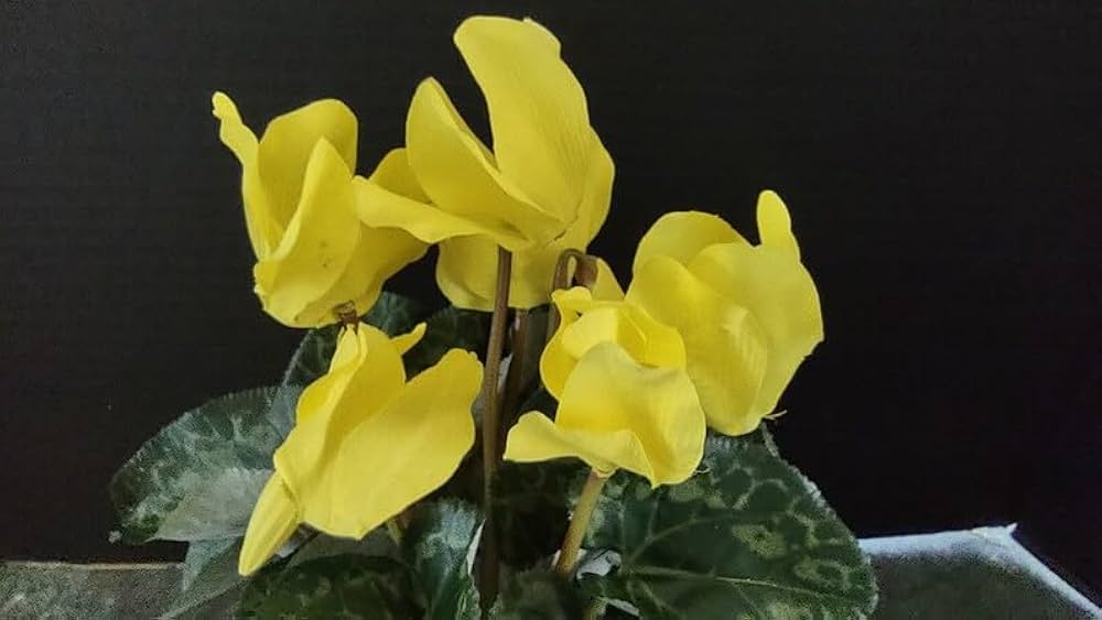 Light Yellow Cyclamen Flower seeds for Planting - Cut Flower Favorite, Heirloom & GMO Free Seeds for Home Garden