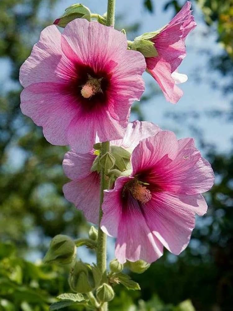 Pink and Yellow Futaba Alcea Rosea Flower seeds for Planting - Drought Tolerant, Heirloom & GMO Free Seeds for Home Garden