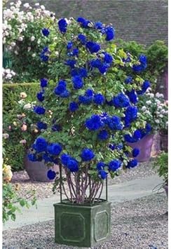 Rose Geranium Pelargonium Flower Seeds for Planting Cottage Garden Essential Heirloom & GMO Free Seeds for Home Garden
 
 Sale for planting in home garden