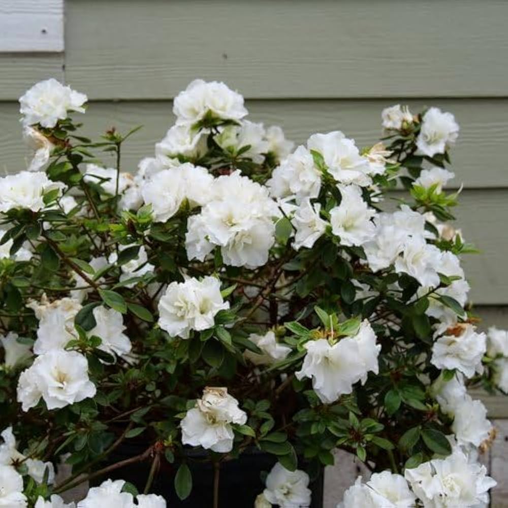 White Azalea Tree Seeds for Beautiful Garden Planting - Seeds for Stunning Blossoms and Outdoor Charm