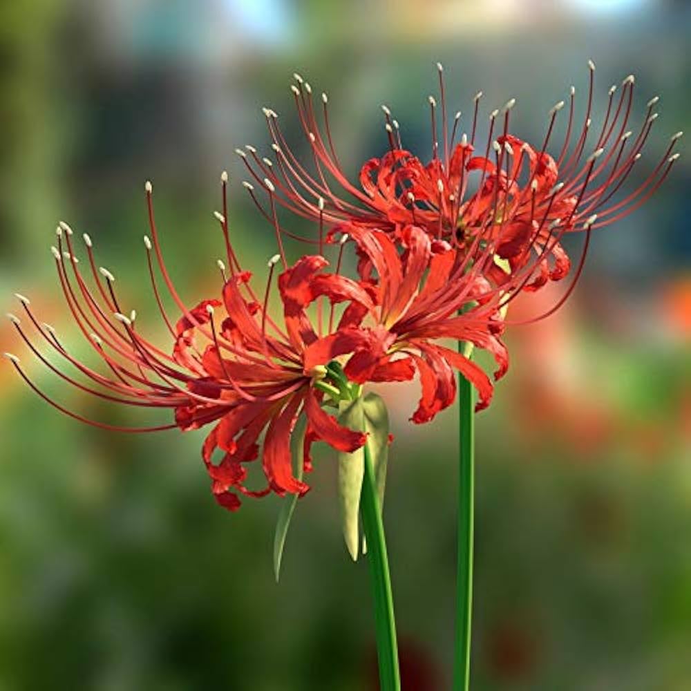 Lycoris Flower seeds for Planting - Compact Growth, Heirloom & GMO Free Seeds for Home Garden