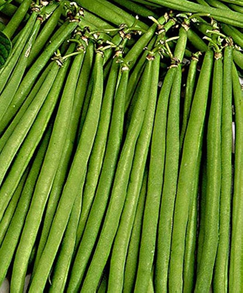 Pole Bean Vegetable Seeds Phaseolus vulgaris for Planting in Vegetable Patch