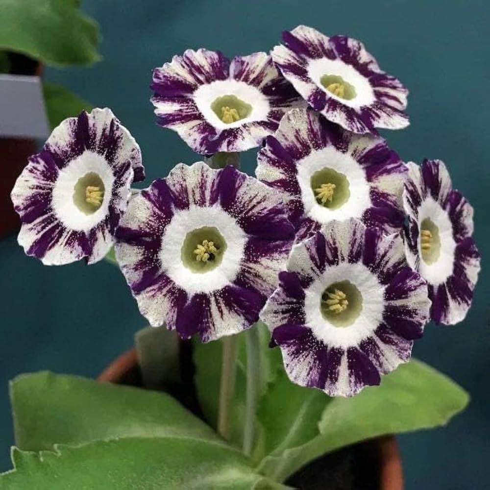 Red Purple Primrose Flower Seeds for Planting  Seeds for Vibrant Garden Blooms, Perfect for Adding Colorful Charm