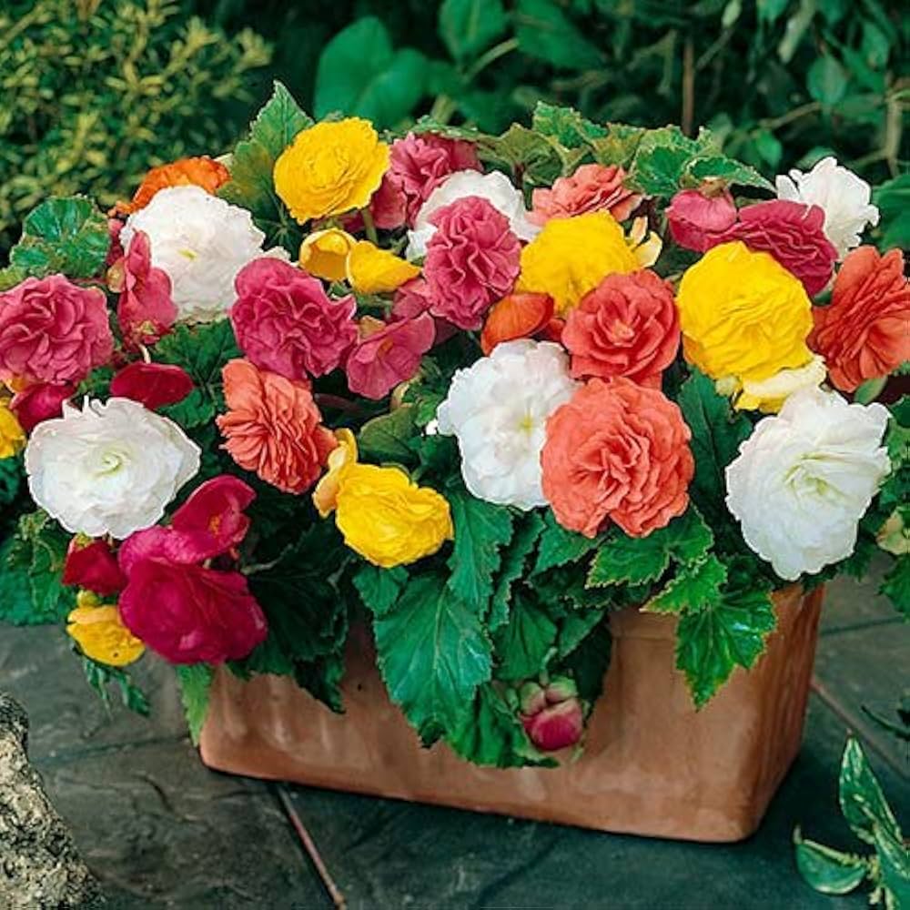Begonia Hot Tip Rose Seeds for Gorgeous Rose-Colored Begonias