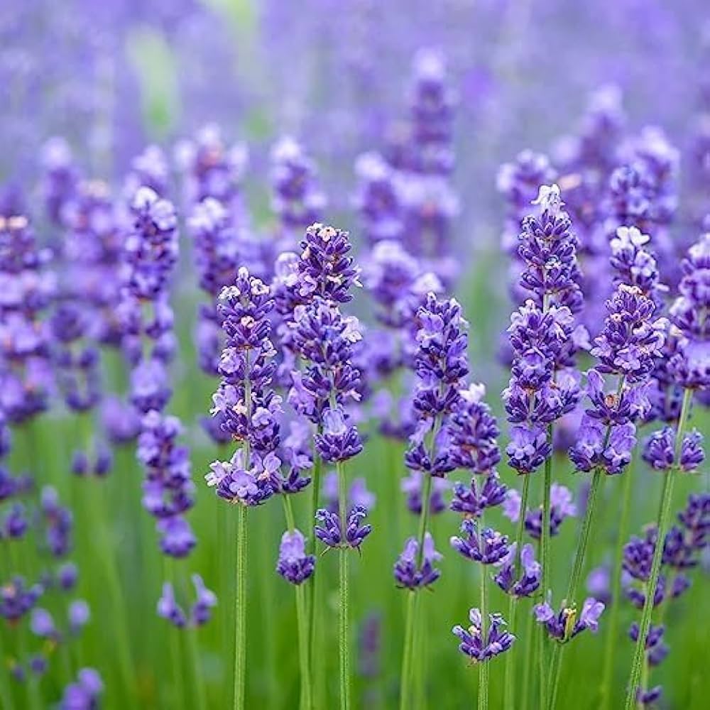 Lavanda Flower seeds for Planting - Cut Flower Favorite, Heirloom & GMO Free Seeds for Home Garden
