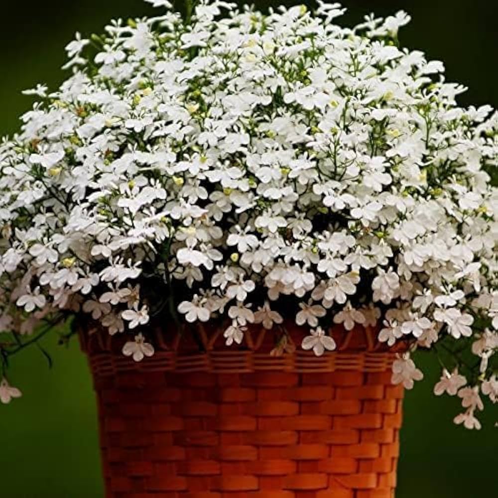 Lobelia Pendula White Lady Cascade Flower seeds for Planting - Long Bloom Season, Heirloom & GMO Free Seeds for Home Gar