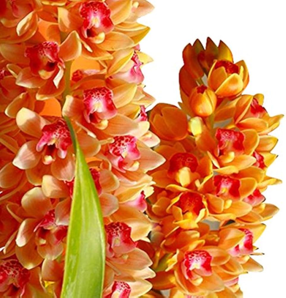 Mixed Cymbidium Maxillaria Goeringii Seeds for Planting Compact Growth Heirloom & GMO Free Seeds for Home Garden
 
 Sale