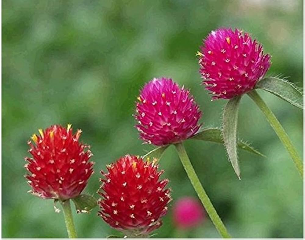Gomphrena Haageana Seeds for Planting in Flower Bed & Garden