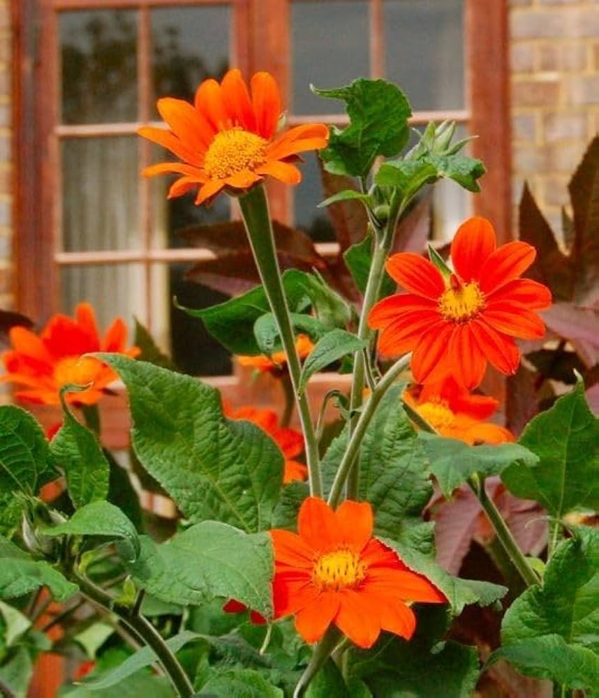 Orange Tithonia Speciosa Flower seeds for Planting - Perfect for Borders, Heirloom & GMO Free Seeds for Home Garden