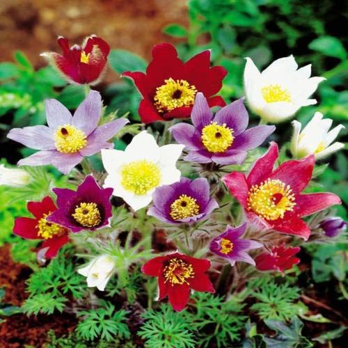 Pulsatilla Flower seeds for Planting - Hardy Variety, Heirloom & GMO Free Seeds for Home Garden