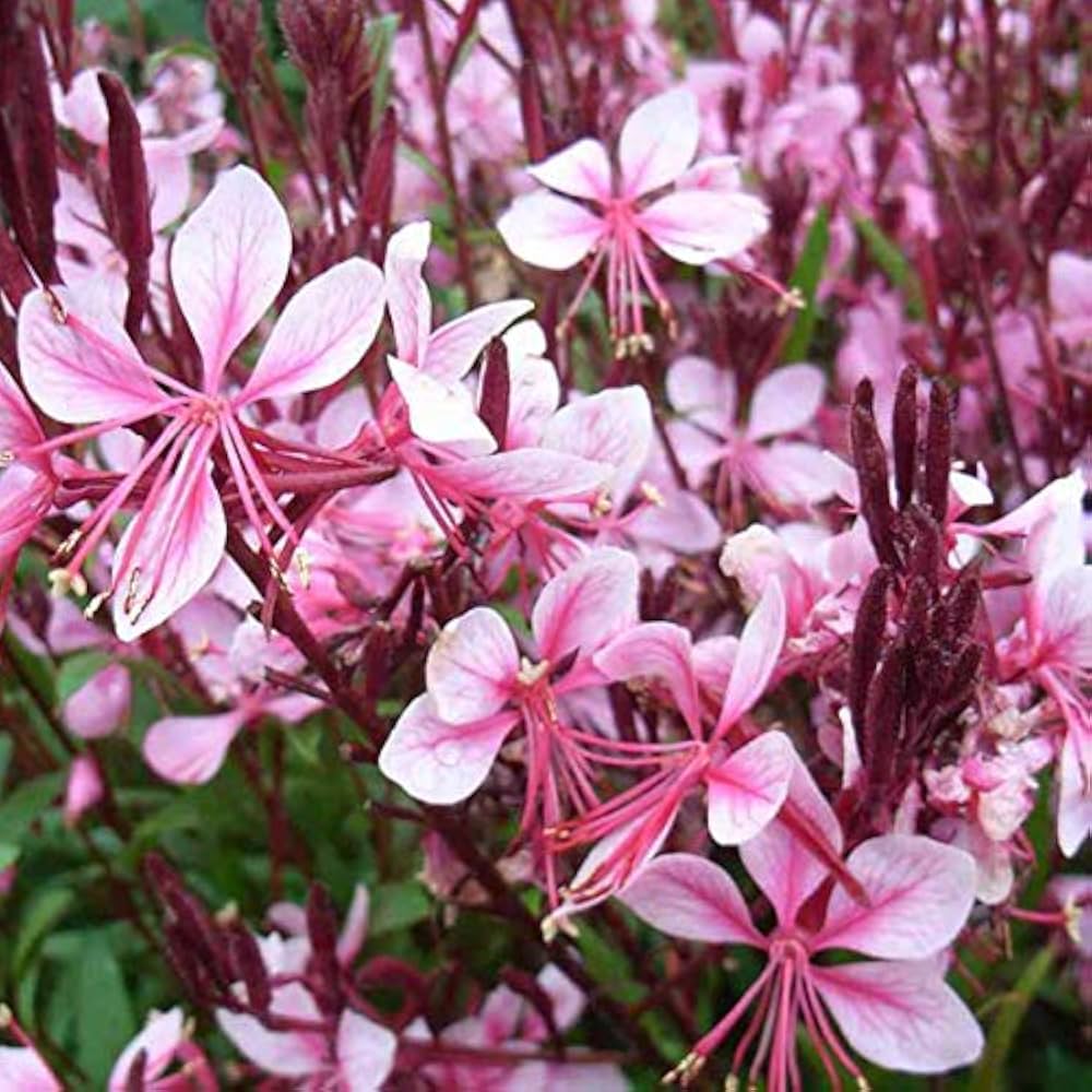 Pink Gaura Flower seeds for Planting - Cottage Garden Essential, Heirloom & GMO Free Seeds for Home Garden